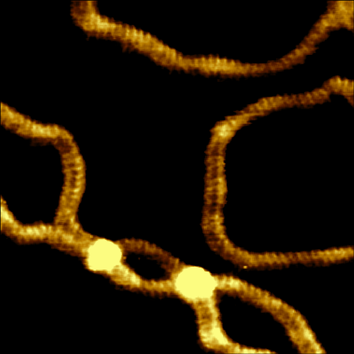 AN01272_DriveAFM_dynamic_pUC19 DNA_82nm xy, 2 nm z