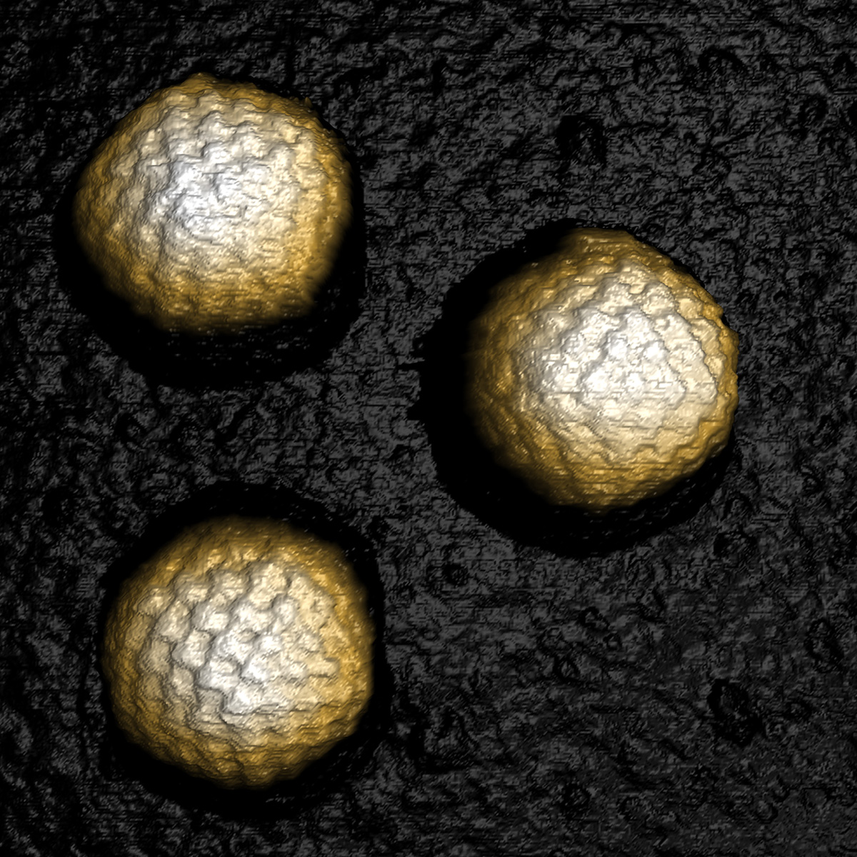 AN01261_DriveAFM_WM_HSV-1 A-Capsids on glass_420 nm xy_60 nm z