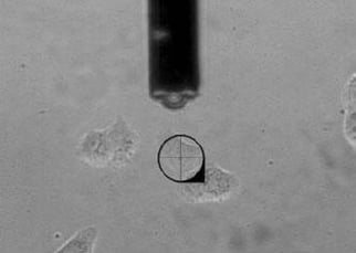 fluidfm-single-cell-force-spectroscopy-example