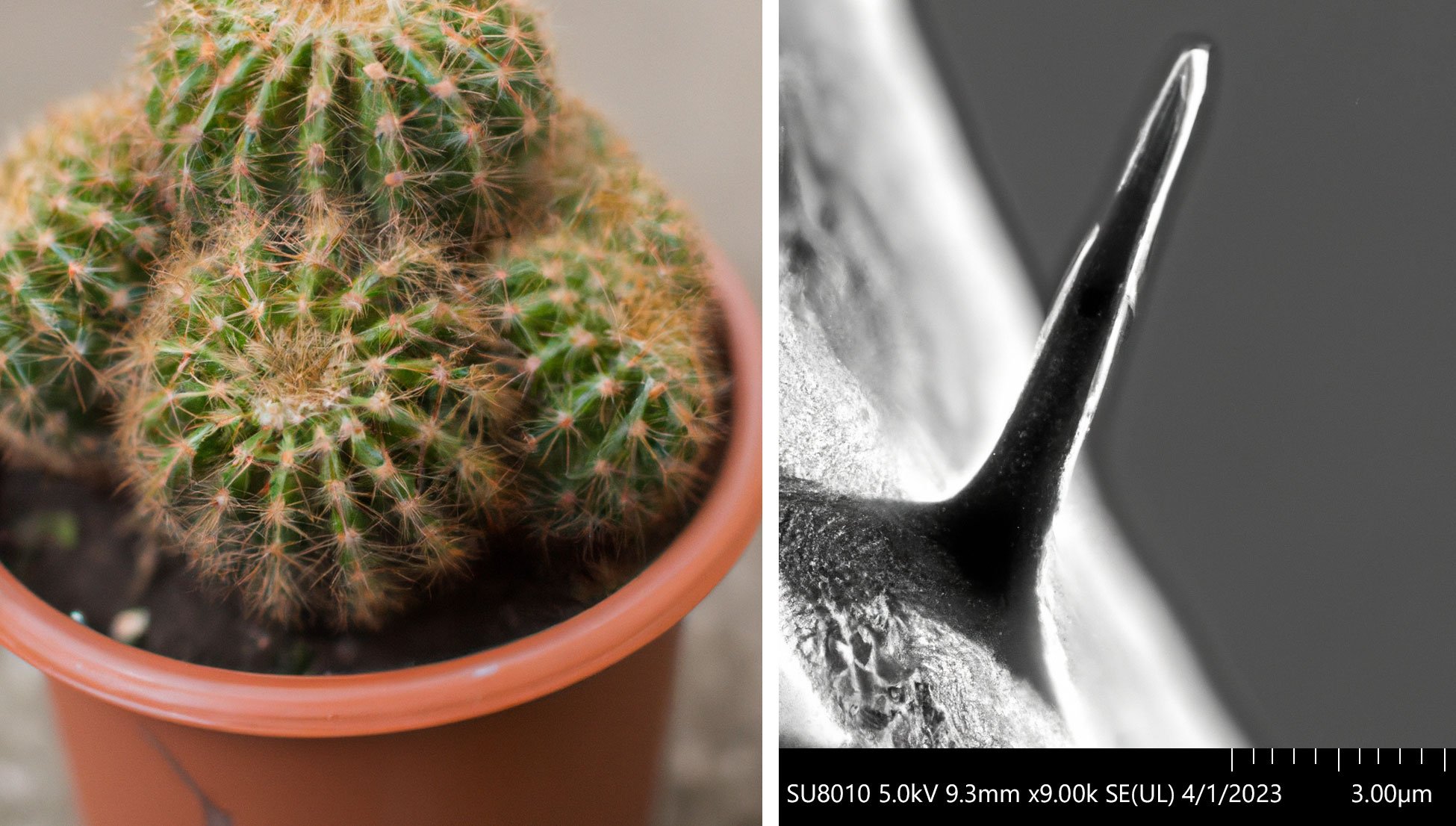 April-fools-landing-page-cactus-and-SEM