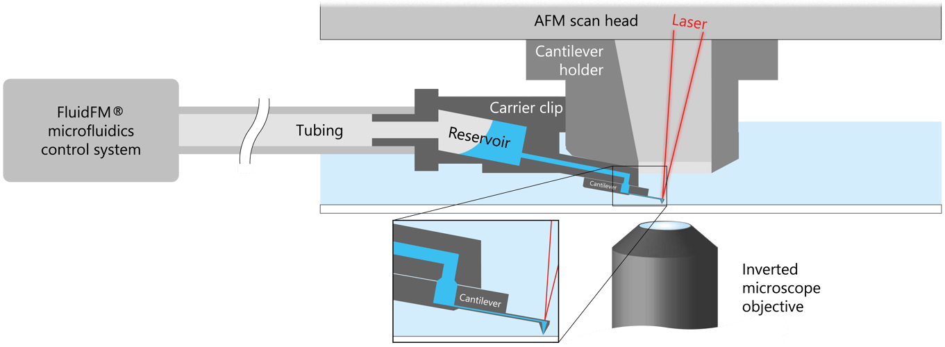 FluidFM cytoclip schematic