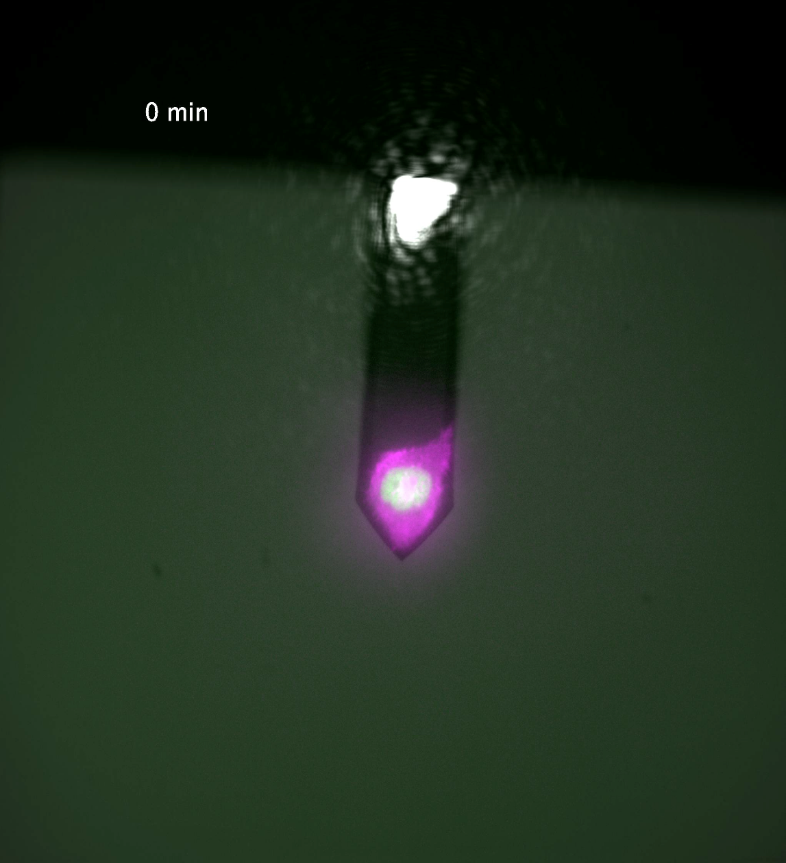 Actin-(red)-and-H2B-(green)-labelled-HeLa-kyoto-cell-on-a-NSC25-cantilever-during-a-long-term-measurement (2)